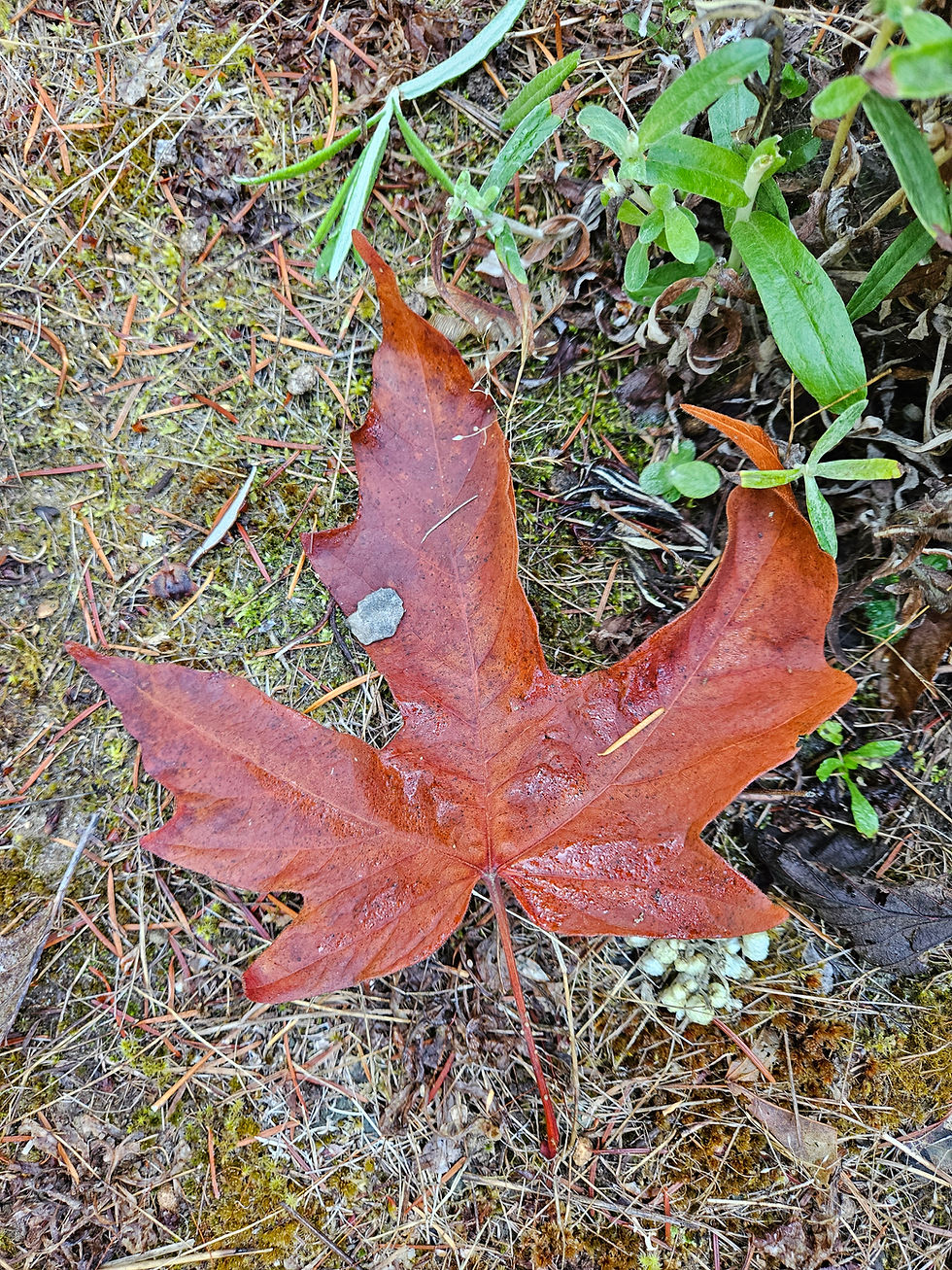 The gifts of Autumn