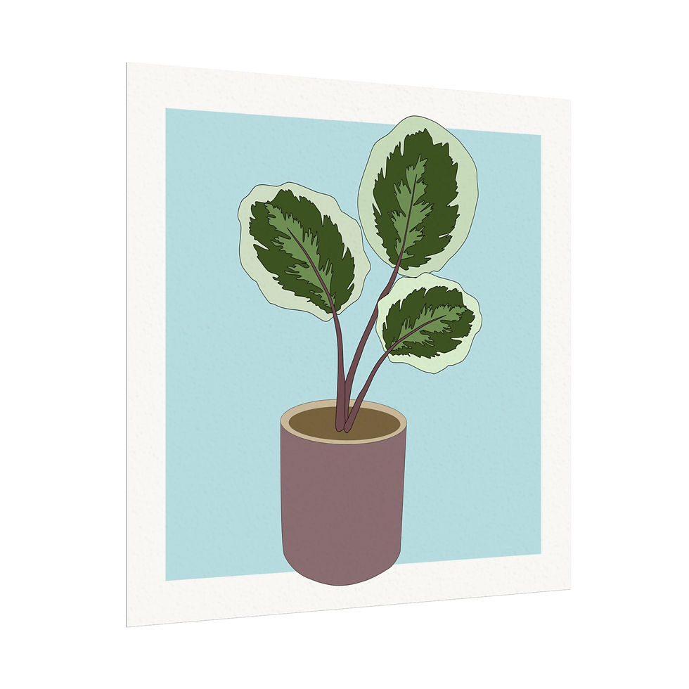 Thumbnail: Jumbo Leaf Calathea - Art Print