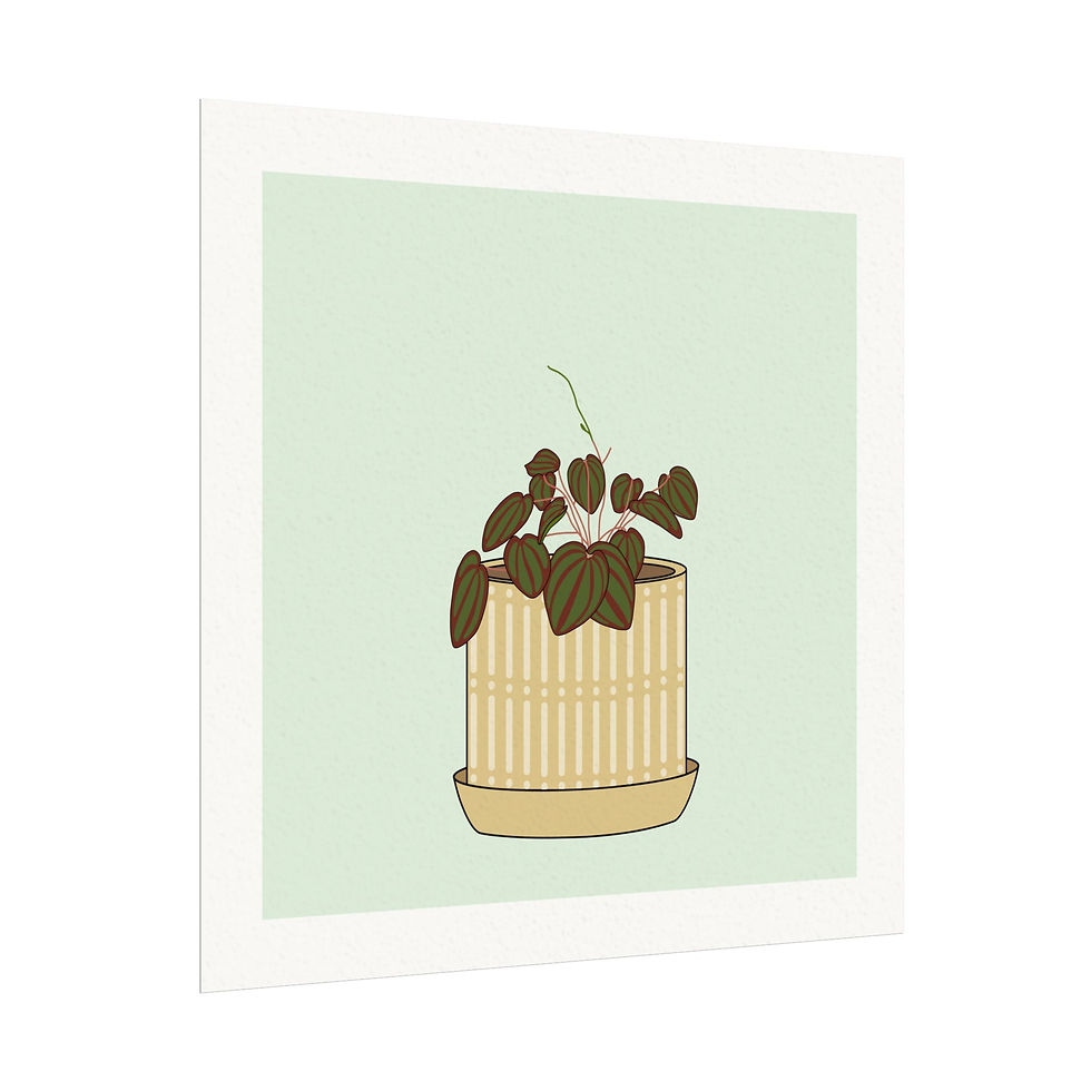 Thumbnail: Peperomia Christmas - Art Print