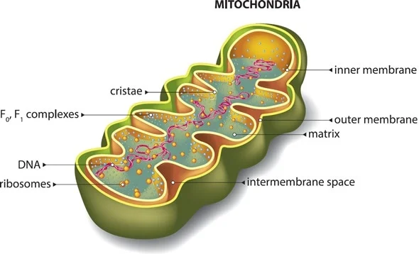 Mitochondria