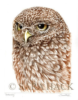 'Intensity' Little owl