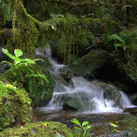 Mountain stream