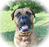 Koa dog collar charms