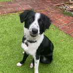 Ringo