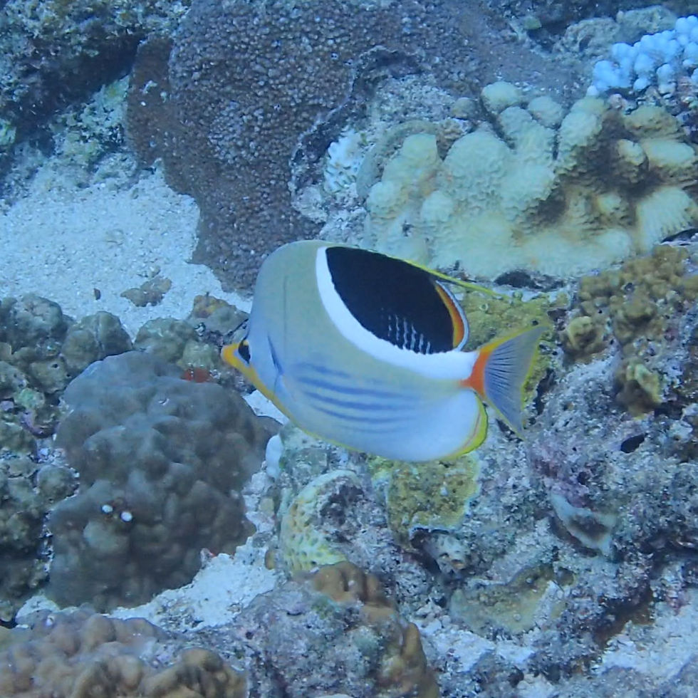 セグロチョウチョウウオ