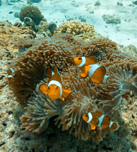 Thumbnail: LAZY Similan by SPEED BOAT