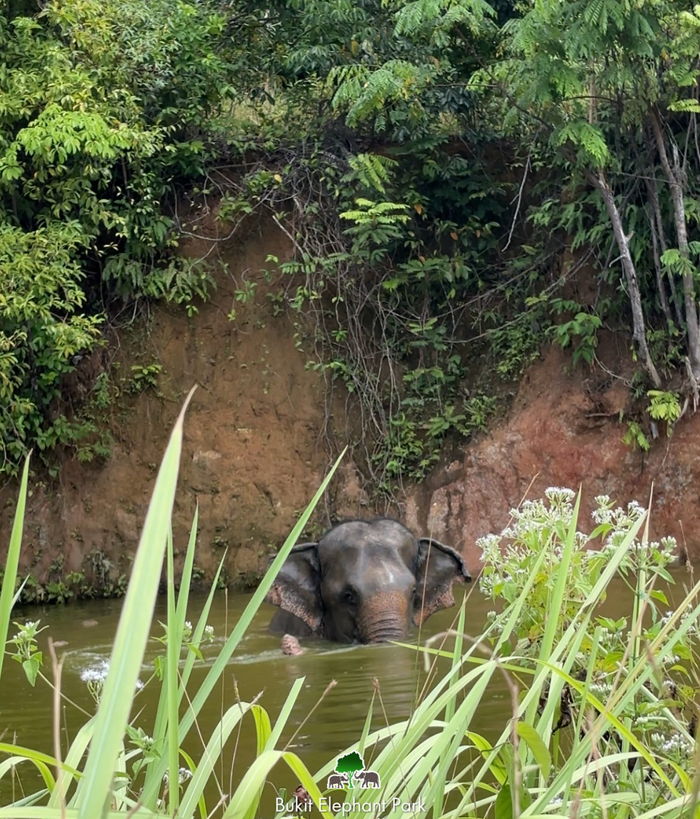 Thumbnail: Walk & Feed - Ethical Bukit Elephant Sanctuary (3 hrs.)
