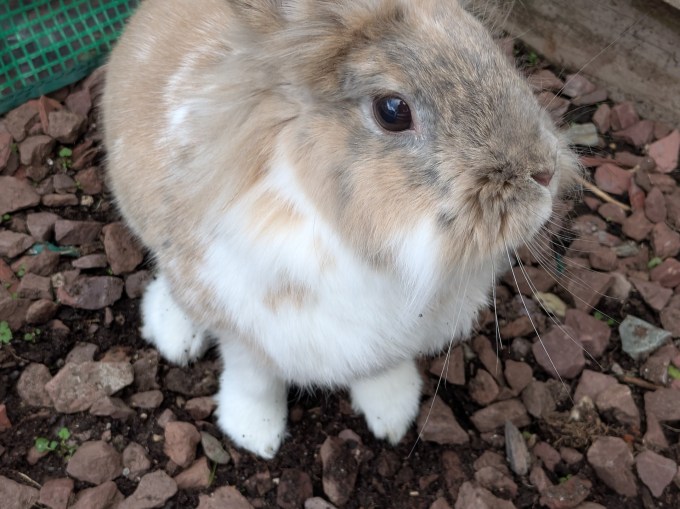 a white and brown cute bunny up close
