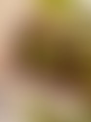 今週末のOPEN HOUSEの平屋は