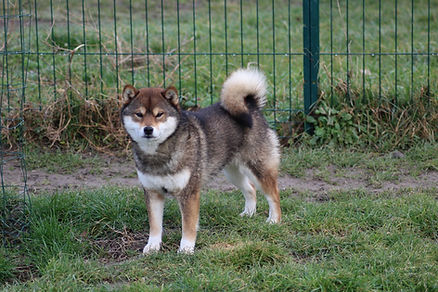 Ojo femelle shiba sésame
