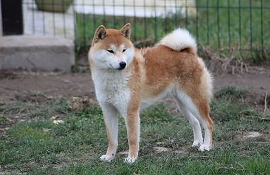 Etsuko