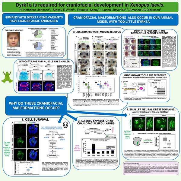 Poster 2 DYRK1A Loss.jpg