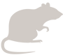 Ratte grau.png