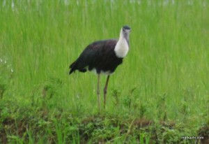 white ncked stork