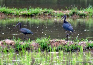 GLOSSY IBIS