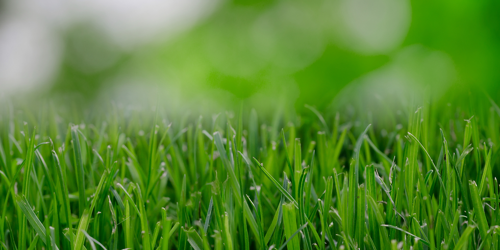 green-grass