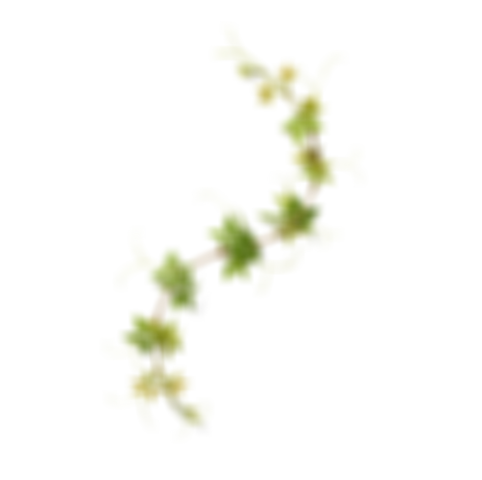 リラックスフィールド植物