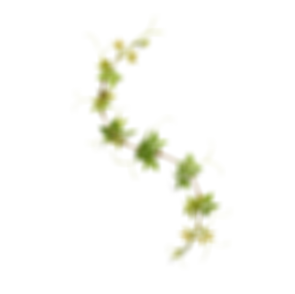 リラックスフィールド植物