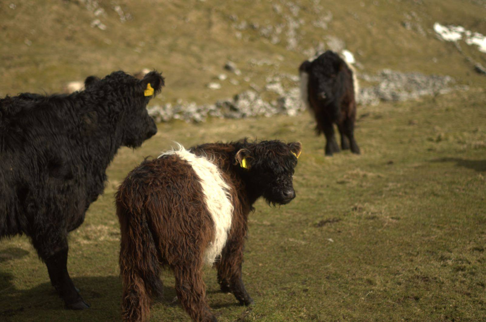 Settle - Malham