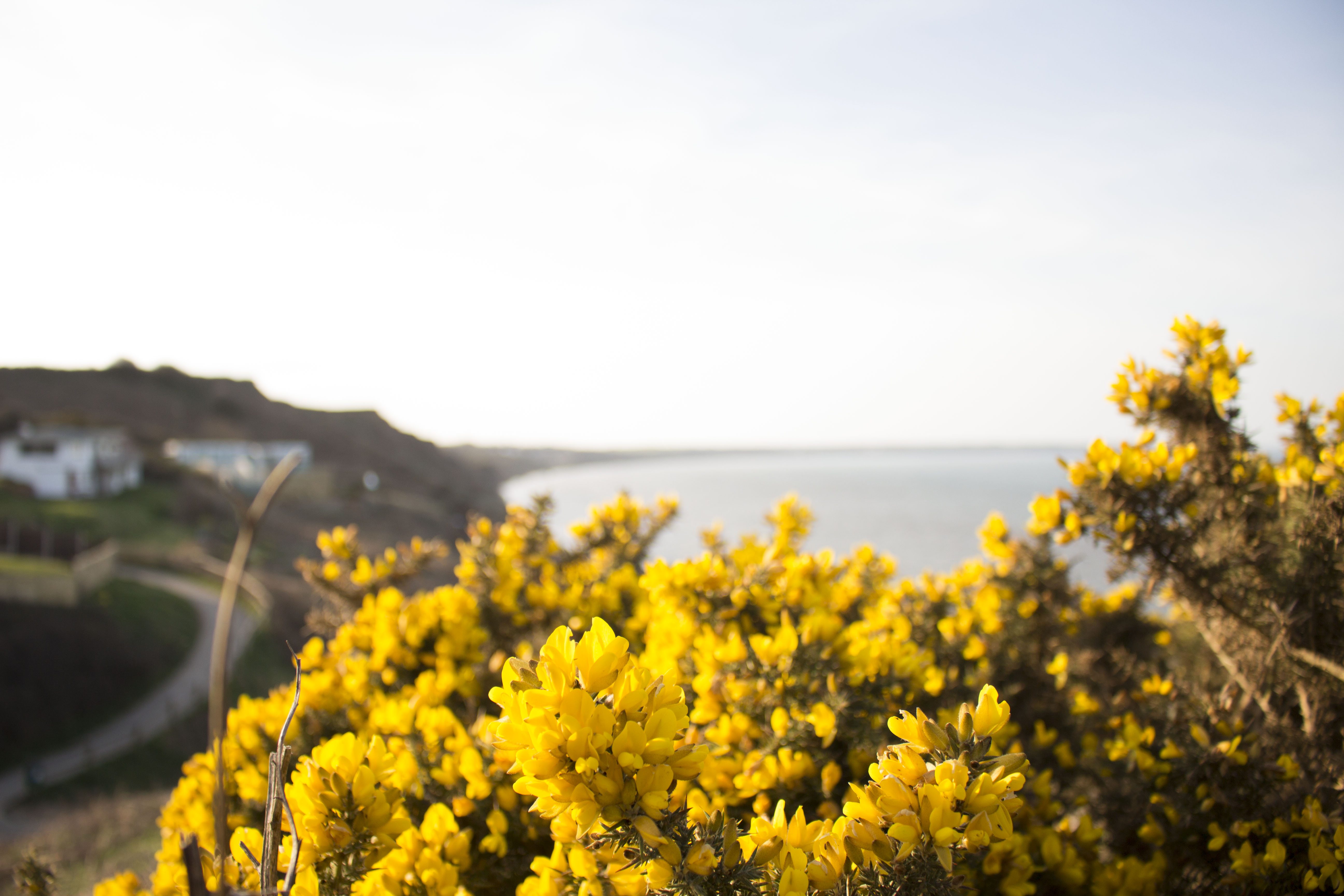 The gorse is looking good in the sunshine