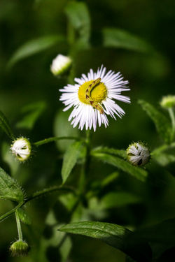 Flower with Centipede