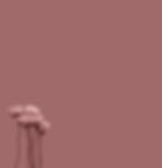 about me home background roses.jpg