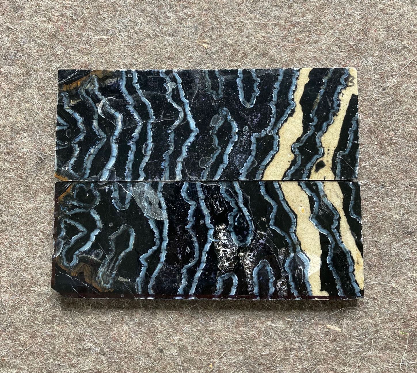 stab. Mammutbackenzah 13