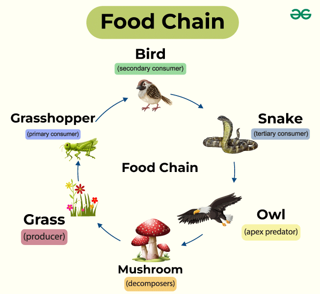 Food Chain & Food Web