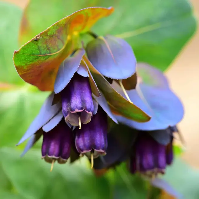 Kiwi Blue Cerinthe (plant or stems of flowers)