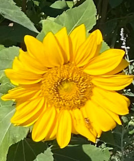 sunflowers and marigolds_edited_edited.jpg