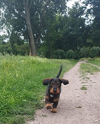 Albus auf Weg.jpg