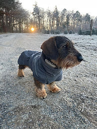 Alfi im Winter 2.jpg