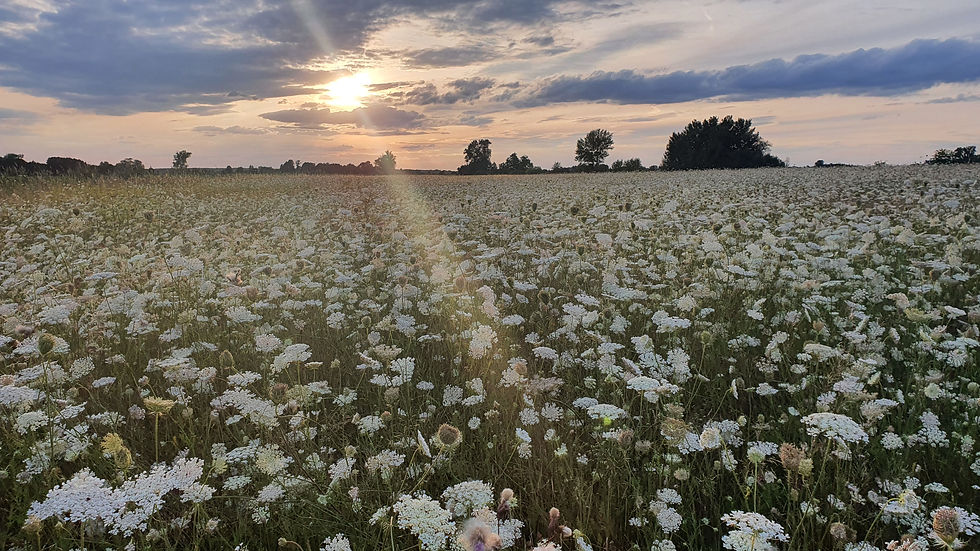 Kräuter Blüte.jpg