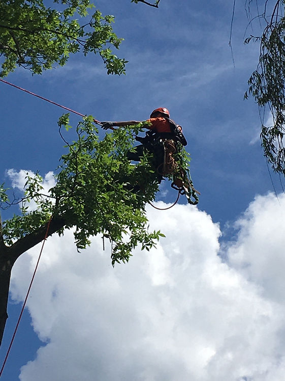 Tree climber up in tree pruning tree