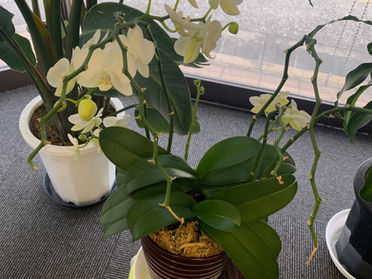 胡蝶蘭の花が(再び)咲きました