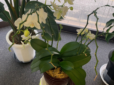 胡蝶蘭の花が(再び)咲きました