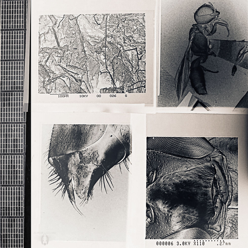 "Flesh 12: 08.20.25"