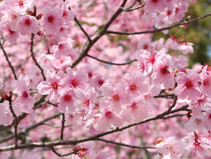 Smartbites Hungarian: Japán hangulat Budapesten. 