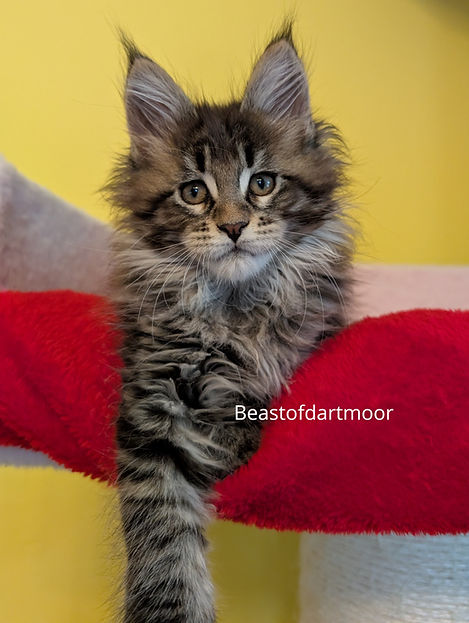 BlackTabby