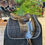Miniature : Macel Dressage (107304)