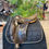 Miniature : Macel Dressage (107304)