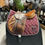 Miniature : Bruno Delgrange Obstacle (56370)