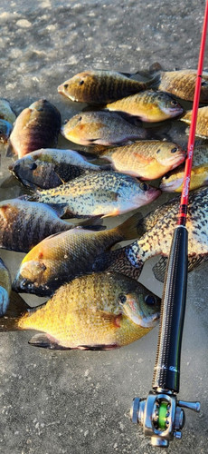 Rod Holders Best Crappie Fishing Combo The Fish Their Yardwe
