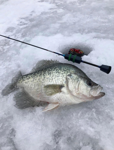 browning fishing superlight spinning rod and reel combo Spinning Reel Browning Rod And Reel Combo Browning Fishing Superlight  Baitcast Rod And Reel Combos