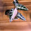 Thumbnail: Alocasia Pink Bambino