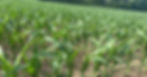 corn copy (2).jpg