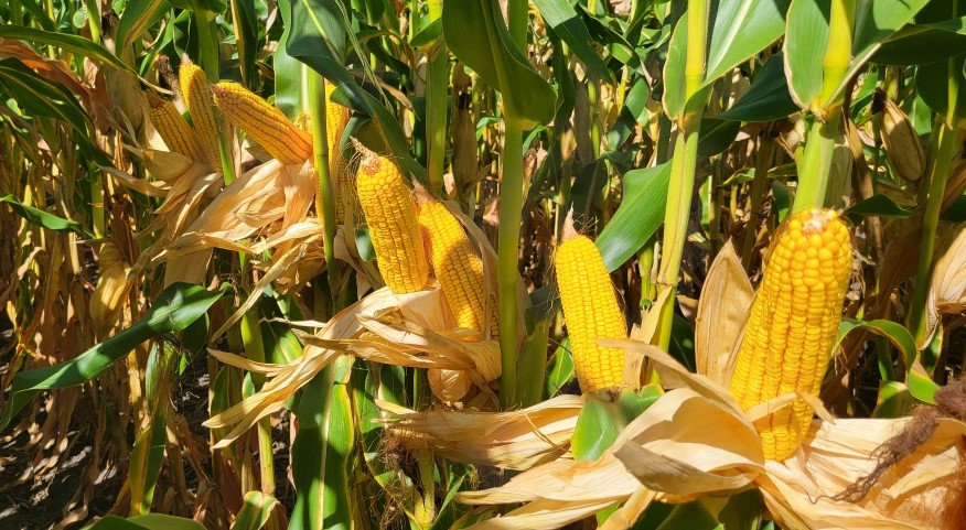 Larry corn B 9-8-21 (2).jpeg