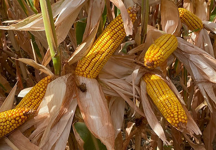 Rick corn 10-29-21 (2).jpg