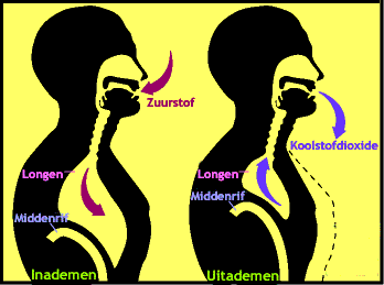Ademhaling