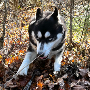 Black and White husky near me